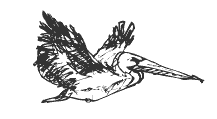brown pelican brown pelican