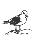 western gull western gull