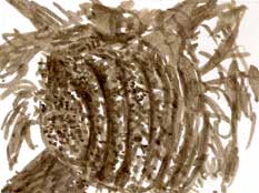 Beehive in the nectarine tree, walnut ink and brush Beehive in the nectarine tree, walnut ink and brush