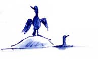 Pelagic cormorants Pelagic cormorants