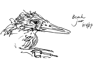 Black-crowned night-heron, nestling Black-crowned night-heron, nestling