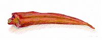 okra: ready to eat, now, Prismacolor on hot press paper okra: ready to eat, now, Prismacolor on hot press paper