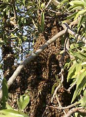 New bee swarm New bee swarm