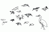 dowitchers and others -- pen and ink dowitchers and others -- pen and ink