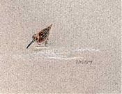 Long-billed dowitcher: prismacolor on canson mi-teintes Long-billed dowitcher: prismacolor on canson mi-teintes