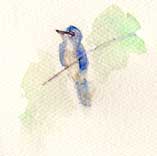 Western scrub-jay, watercolor on sundance felt
