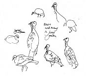 Wild turkey -- pen and ink Wild turkey -- pen and ink