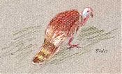 Wild turkey -- prismacolor on canson mi-teintes Wild turkey -- prismacolor on canson mi-teintes