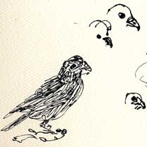 Swainson's hawk with ground squirrel pup: pen and ink Swainson's hawk with ground squirrel pup: pen and ink