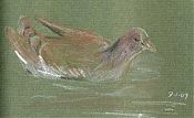 Common moorhen: Derwent coloursoft on Ingres Laid Common moorhen: Derwent coloursoft on Ingres Laid