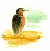 Green heron -- watercolor on hot press Fabriano