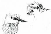 Kookaburra -- pen and ink