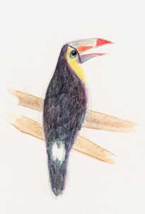 Keel-billed toucan: Derwent Signature, water added, on hot press Fabriano Keel-billed toucan: Derwent Signature, water added, on hot press Fabriano