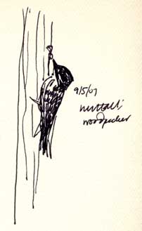 Nuttall's woodpecker -- pen and ink on Sundance Felt Nuttall's woodpecker -- pen and ink on Sundance Felt