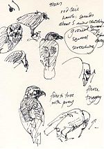 Red-tailed hawk, pen and ink