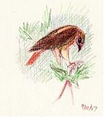 Red-tailed hawk, Derwent coloursoft on Fabriano laid