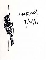 Nuttall's woodpecker -- pen and ink