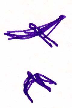 Barn swallows, pen and ink Barn swallows, pen and ink