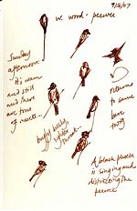 Western wood-peewee: Pen and Ink