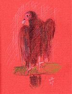 Turkey vulture, Derwent Coloursoft on Fabriano laid