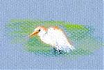 Cattle Egret -- CarbOthello pastel pencils on Canson mi-teintes