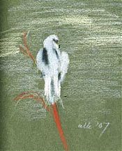 White-tailed kite: Derwent Colourfast on Fabriano Laid