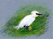 snowy egret: prismacolor on Canson mi-teintes snowy egret: prismacolor on Canson mi-teintes