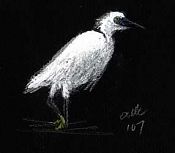 snowy egret: Dr. Martin's pro-white and prismacolor on Canson mi-teintes snowy egret: Dr. Martin's pro-white and prismacolor on Canson mi-teintes