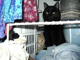 Cats in the closet