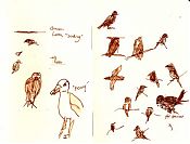 Birds from 9-23-07, Bodega Bay and Point Reyes, pen and ink Birds from 9-23-07, Bodega Bay and Point Reyes, pen and ink