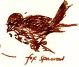 fox sparrow, pen and ink fox sparrow, pen and ink