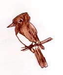 Black phoebe, pen and ink Black phoebe, pen and ink