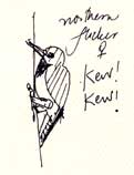 Northern flicker, pen and ink Northern flicker, pen and ink