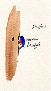 Western bluebird, pen and watercolor wash, Sundance Felt Western bluebird, pen and watercolor wash, Sundance Felt