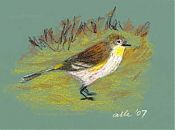 Yellow-rumped warbler, Derwent Colourfast on Ampersand Pastelbord