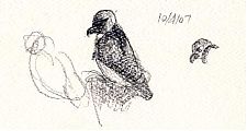 Red-tailed hawk, Derwent pencil