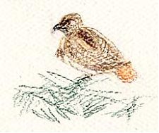 Red-tailed hawk, Derwent coloursoft on Sundance Felt