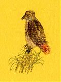 Red-tailed hawk, Derwent coloursoft on Fabriano laid