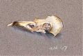 Yellow-billed magpie skull: Stabilo CarbOthello on Canson Mi-Teintes
