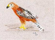 Red-shouldered hawk: CarbOthello on Canson Mi-Teintes