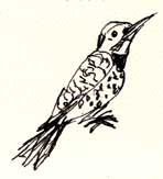 Northern flicker, pen and ink