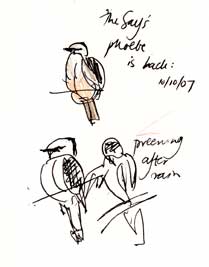 Say's phoebe: pen and ink, Derwent coloursoft