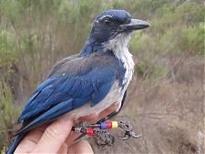 Island Scrub-Jay