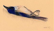 Island Scrub-Jay: Derwent Colorsoft on Canson Mi-Teintes