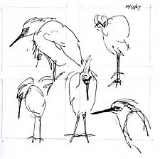 Snowy egret: pen and ink