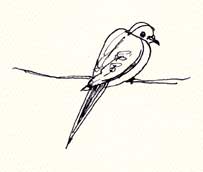 mourning dove: pen and ink