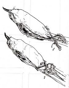 Northern mockingbird, pen and ink