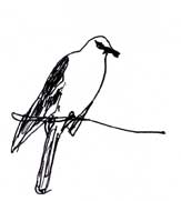 Northern mockingbird, pen and ink