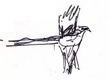 Yellow-billed magpie, pen and ink
