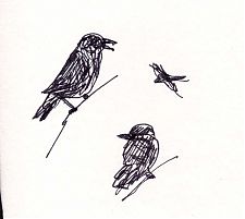 American crow: pen and ink